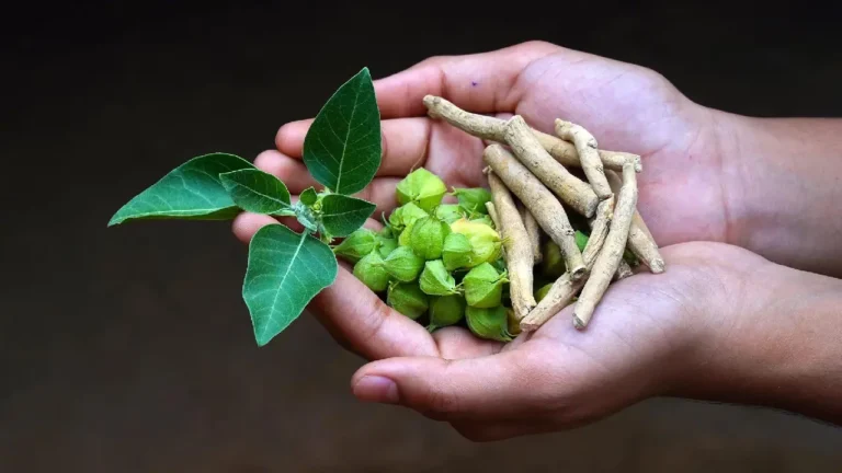 سیر تا پیاز قرص آشواگاندا؛ معجزه طبیعت برای استرس و بی‌خوابی + راهنمای خرید
