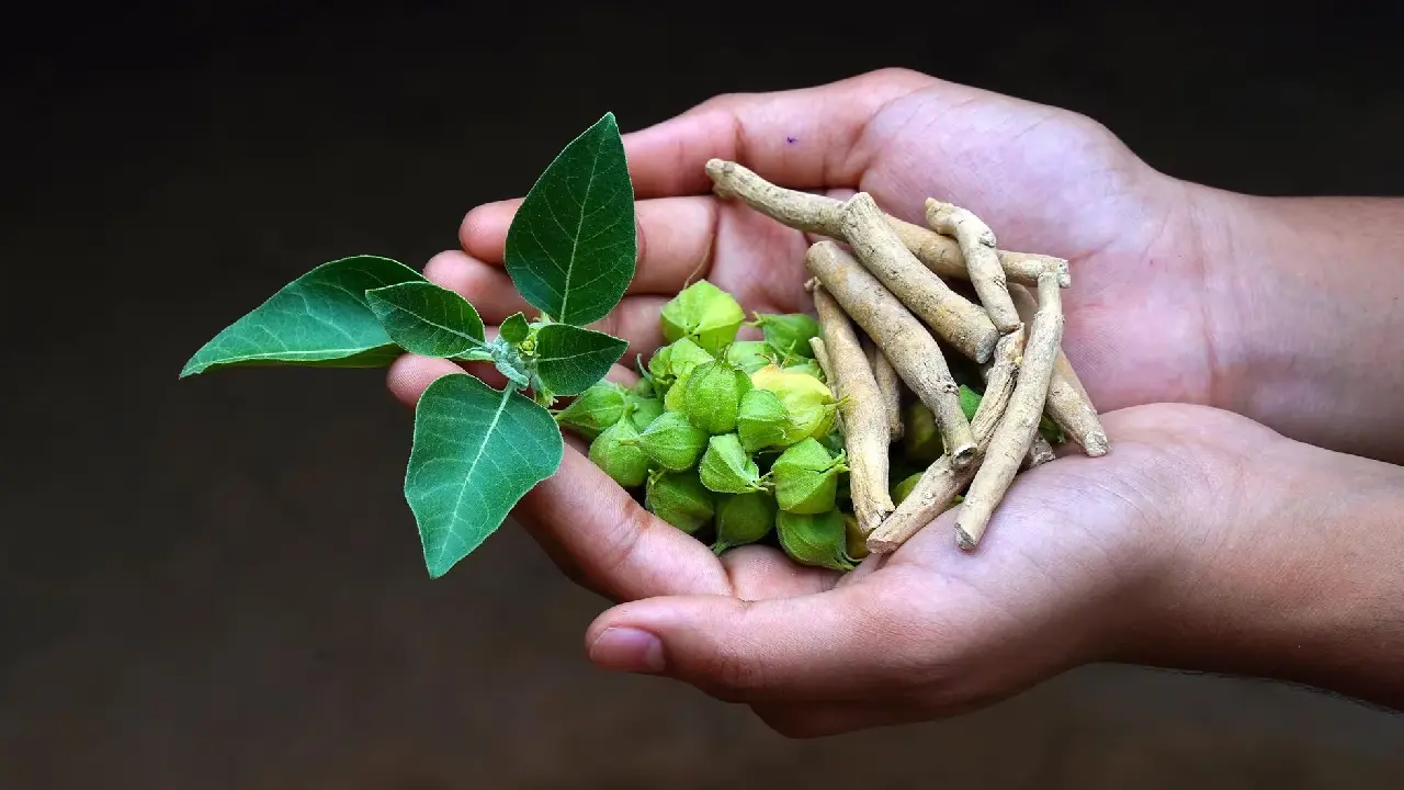 سیر تا پیاز قرص آشواگاندا؛ معجزه طبیعت برای استرس و بی‌خوابی + راهنمای خرید